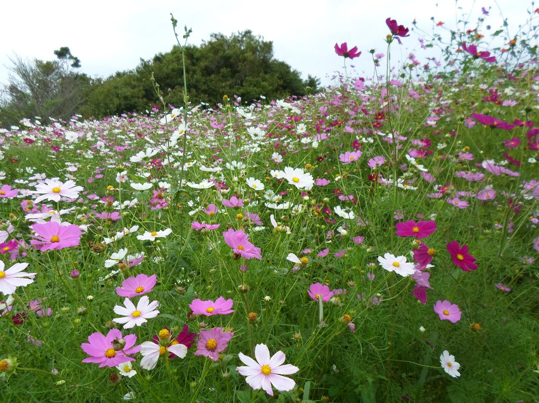 Colha & Pague Kaki Fuyu