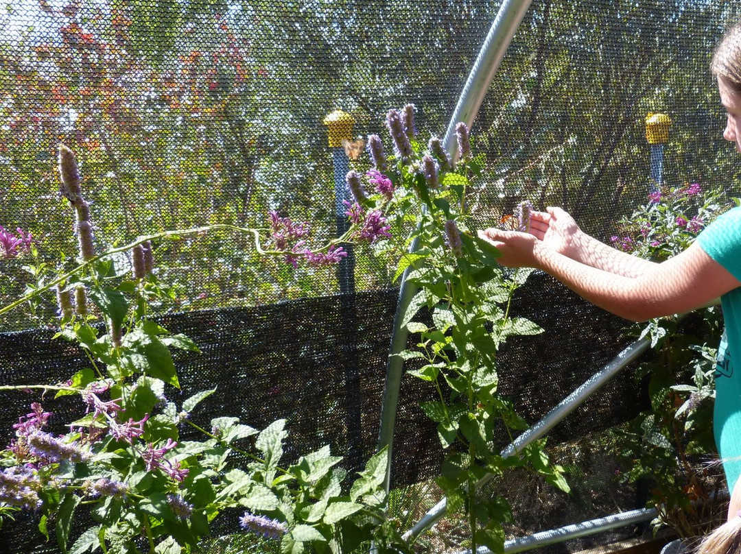 Nevada Bugs and Butterflies景点图片