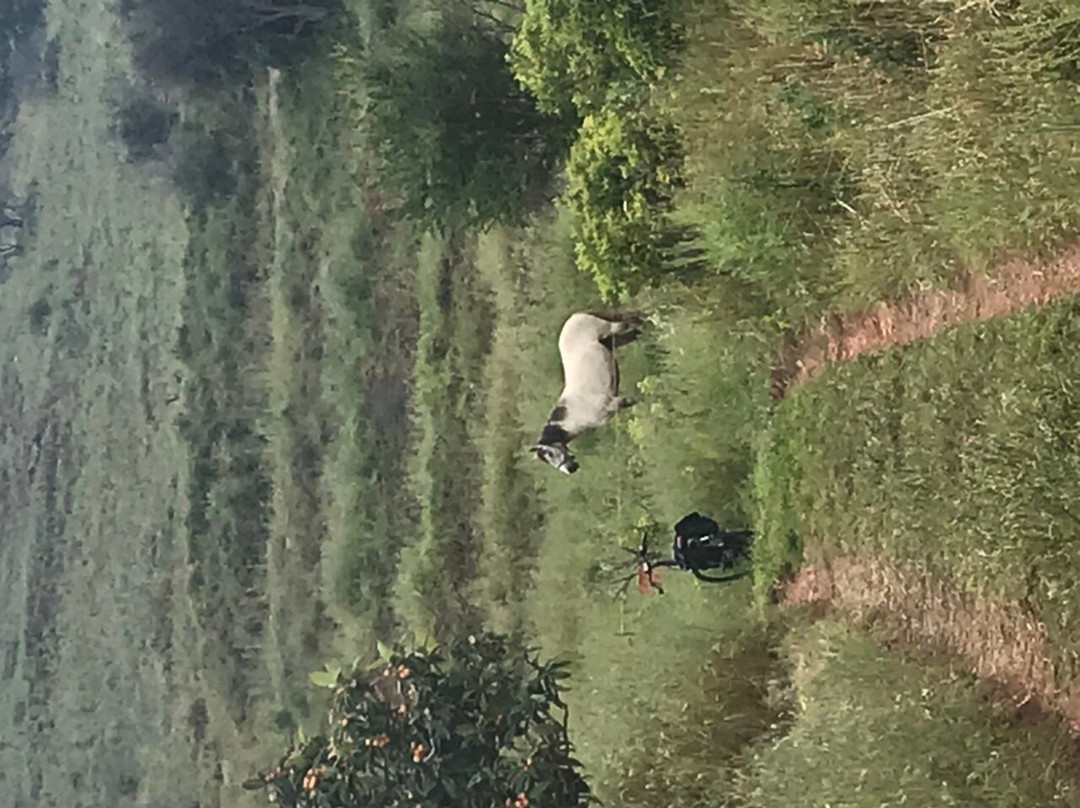 Algarve Food Experience-Silves必去景点