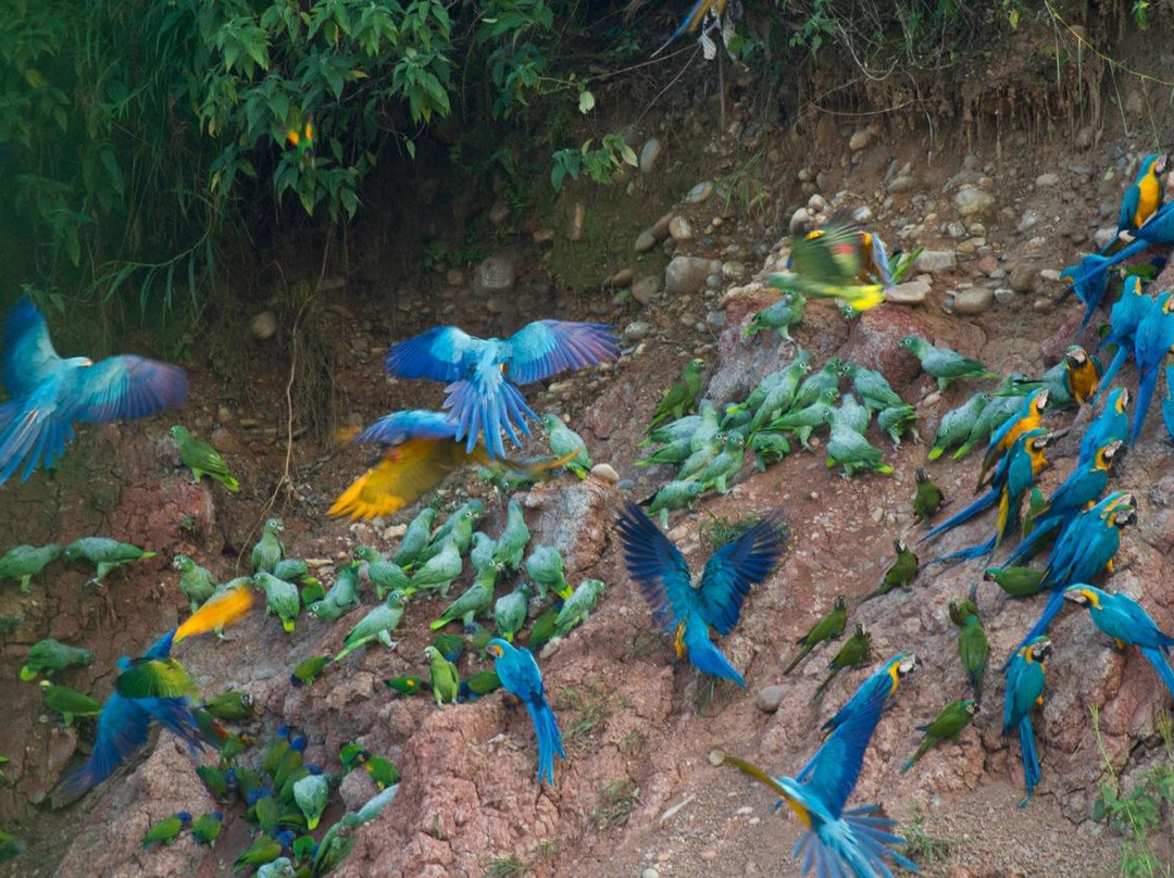 Colorado Macaw Clay Lick景点图片