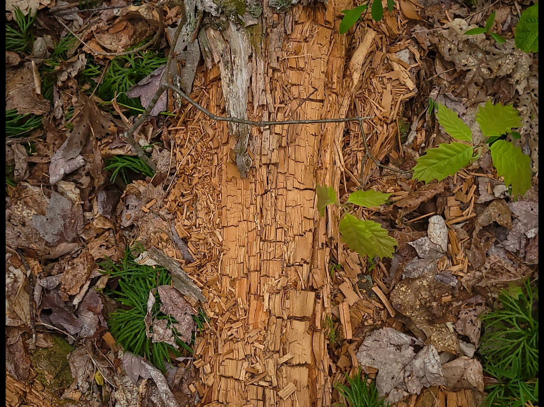 Laurel Highlands Hiking Trail景点图片