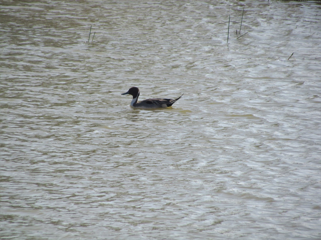 Veerapuram Bird Sanctuary景点图片