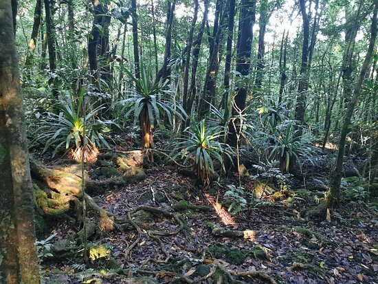 Foret de Mare Longue景点图片