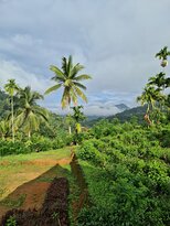 Rainforest Lodge-酒店景观