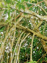 Chari Lake Hotel主图