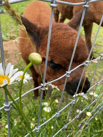 Alpaca Acres Farm and Fun景点图片