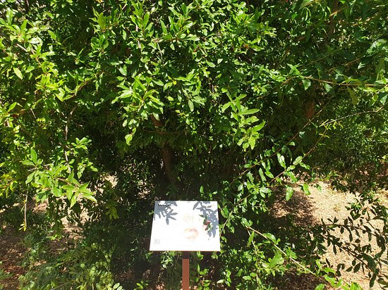 Giardino della Kolymbethra景点图片