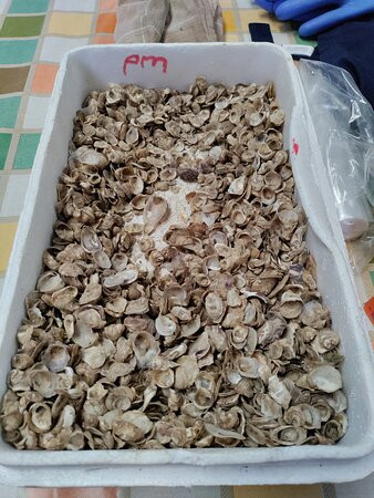 DK Connemara Oysters景点图片