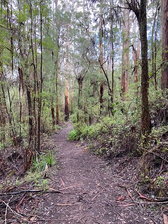 Harewood Forest景点图片