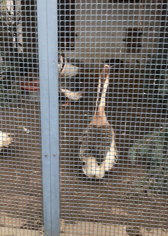 Animal enclosure at the Schwanenteich景点图片