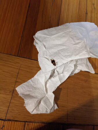 圣安东尼奥阿拉莫靛蓝酒店主图