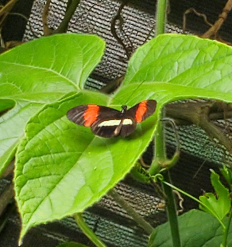 Butterfly Garden at Selvatura Park景点图片