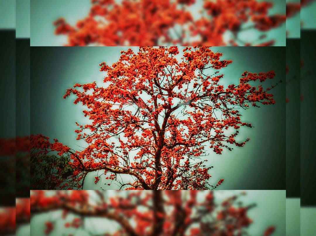 Jhikpani Park景点图片