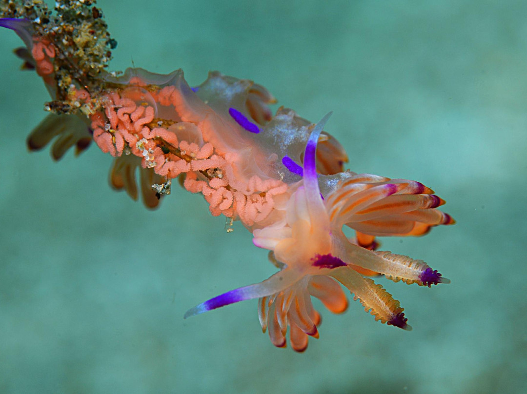 文图拉潜水中心-岛印必去景点
