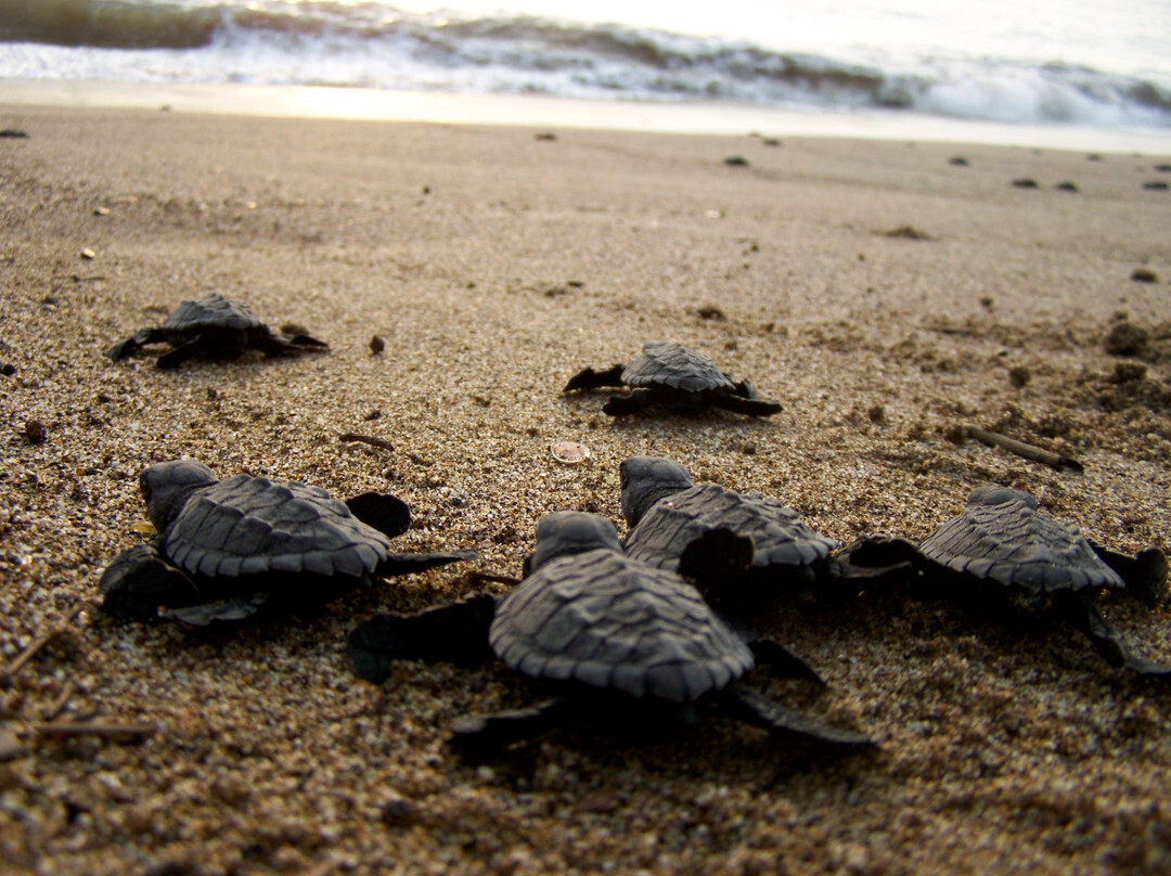 Playa Chila Turtle Camp景点图片