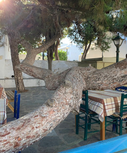 Ververas餐厅图片