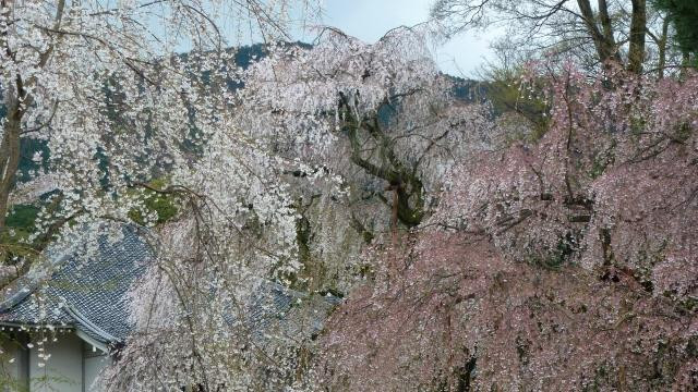 醍醐寺-京都市必去景点