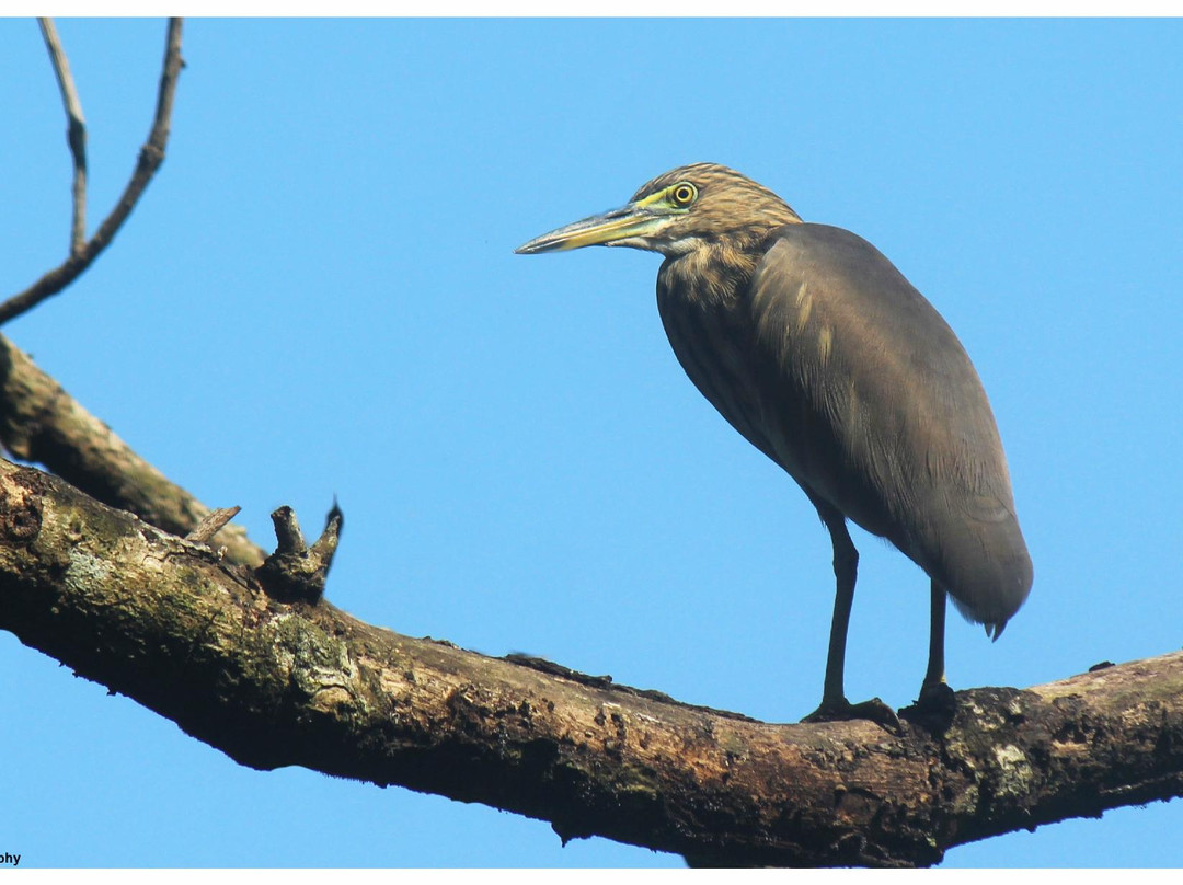 Chintamoni Kar Bird Sanctuary景点图片