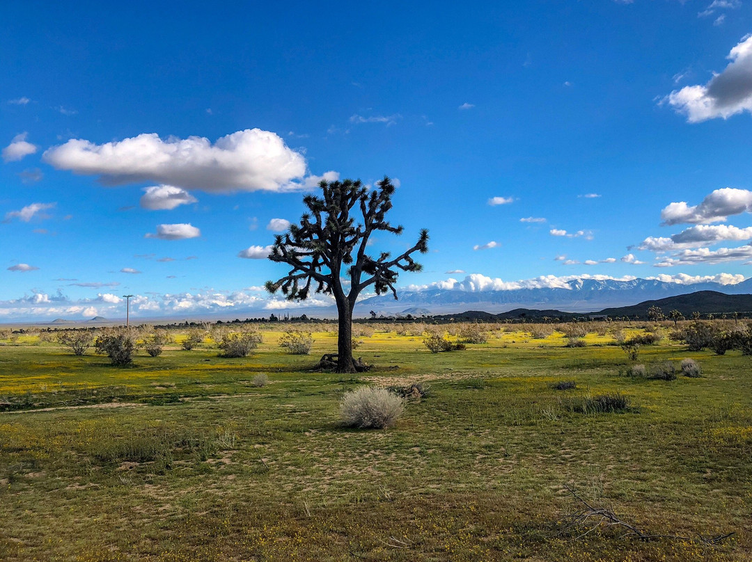 Butte Valley Wildflower Sanctuary