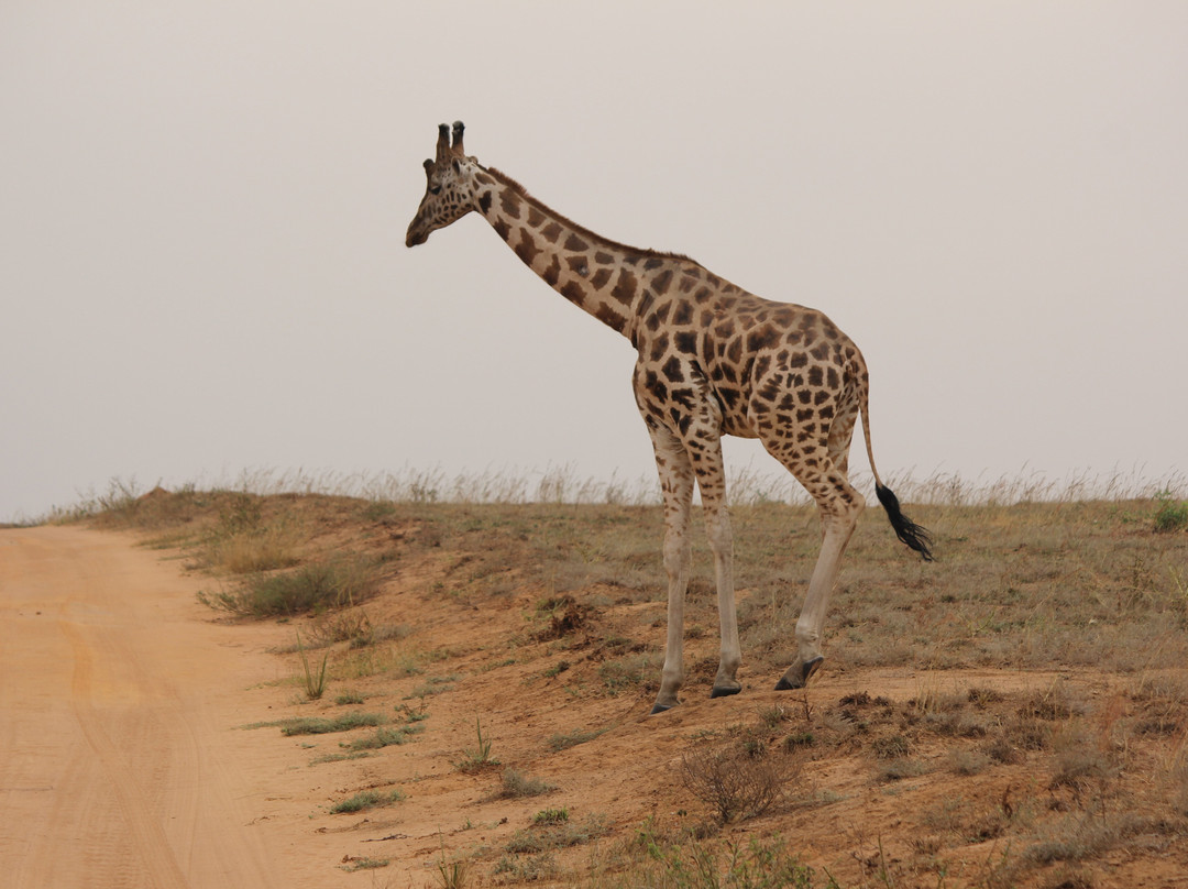 Friends Nature Safaris