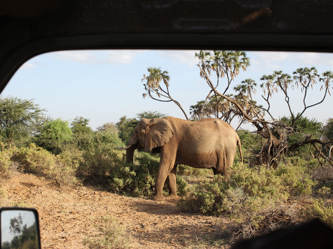 Kenya Wild Parks景点图片