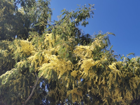 Parquelagos, Torrelodones, Galapagar, La Navata, Circular-Galapagar必去景点