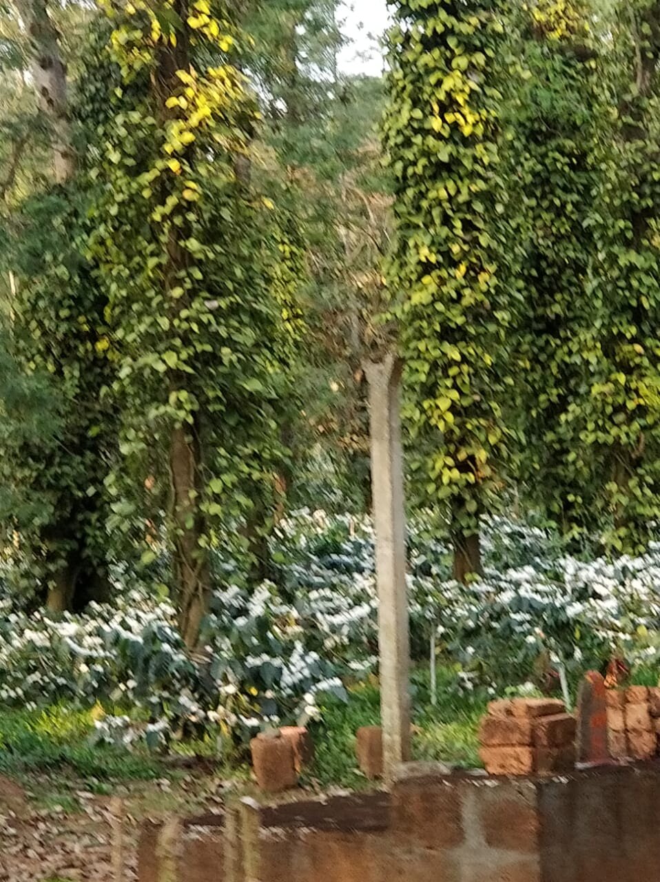 Nyrit Villa Homestay-官方