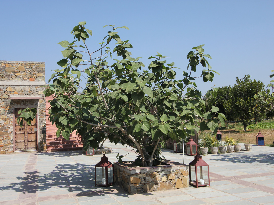 Utsav Camp Sariska主图