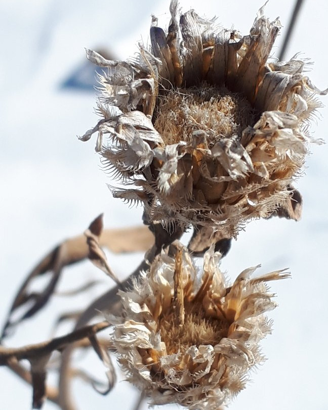 Old Market Square-温尼伯必去景点