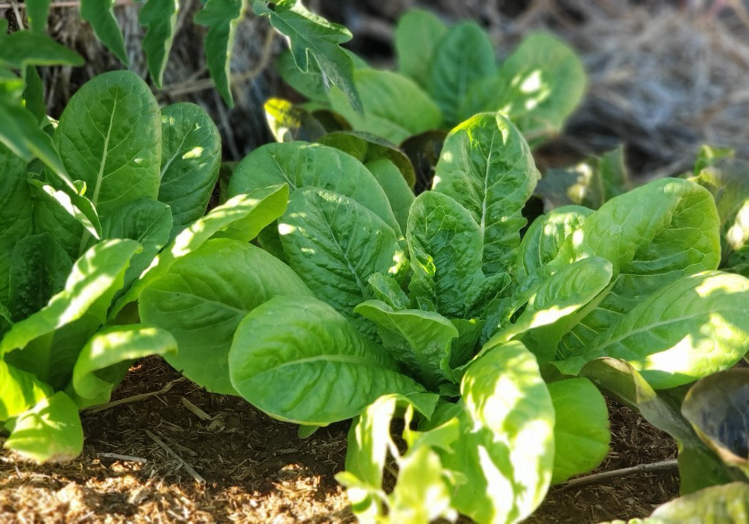 Rancho Cactimar Desert & Sea Eco-Ranch-拉巴斯必去景点