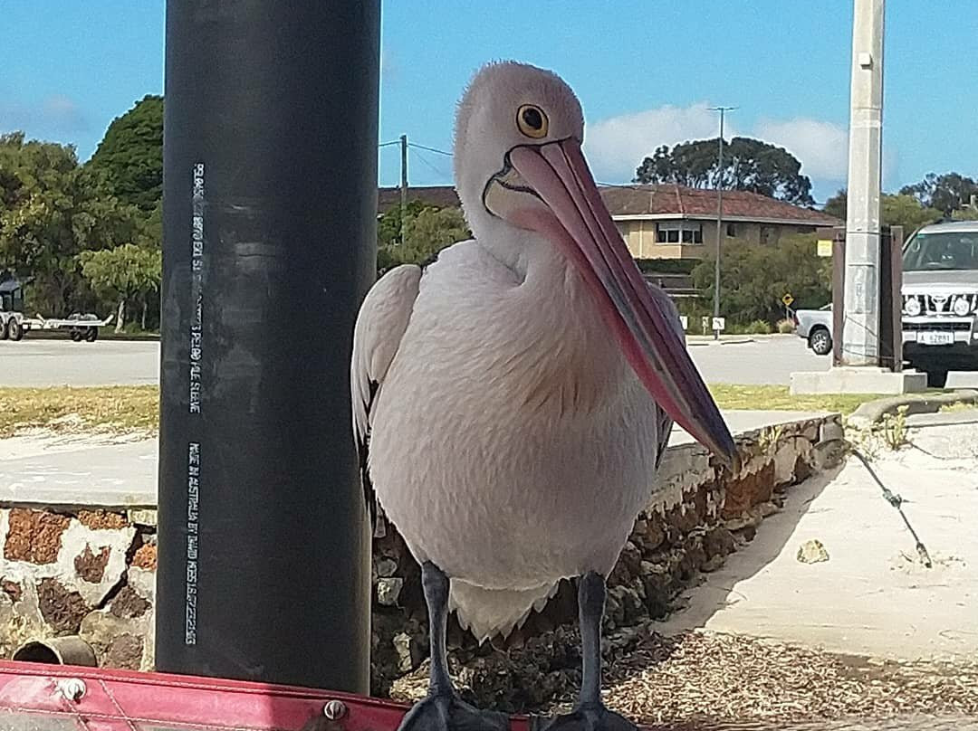 Kalgan Queen Scenic Cruises-奥尔巴尼必去景点