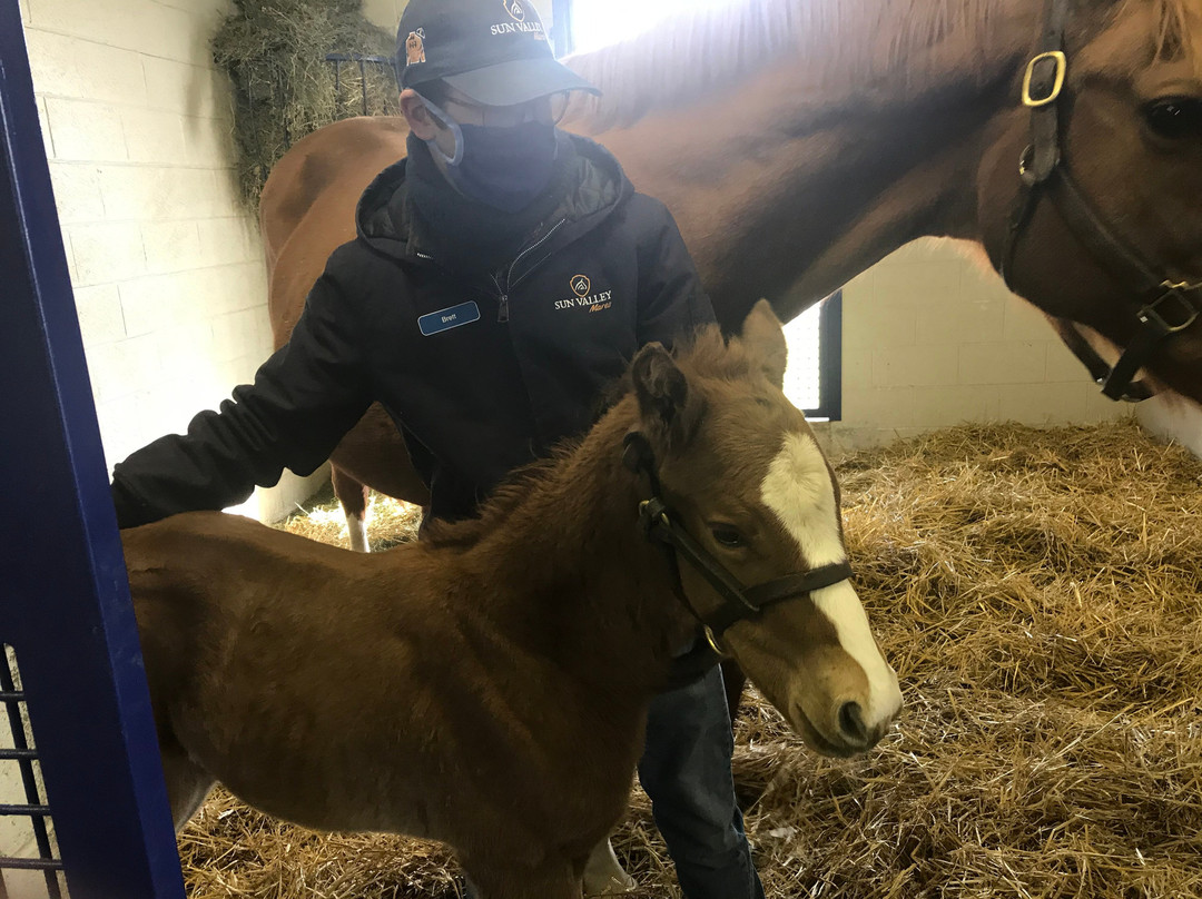 Sun Valley Farm-Versailles必去景点