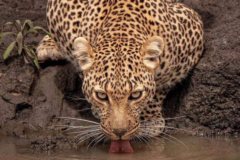 FOLLOW AFRICAN SAFARIS