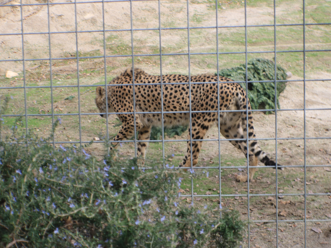 Project Survival's Cat Haven-Dunlap必去景点