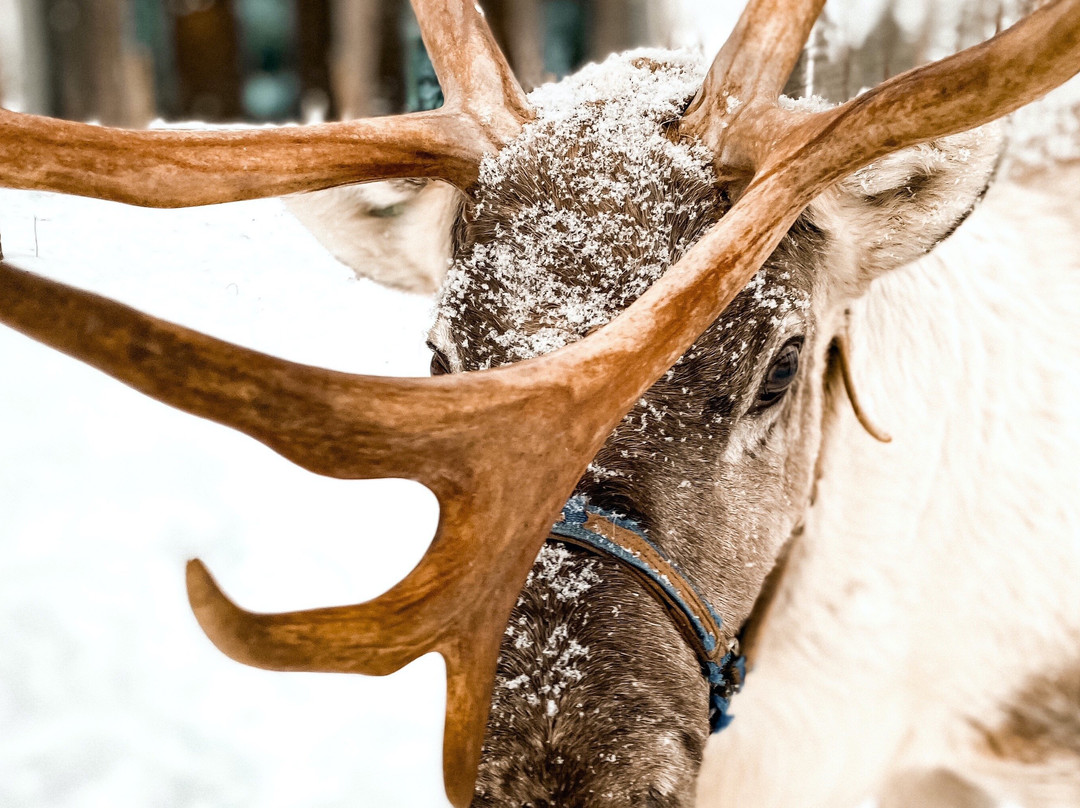 Ostra FINKA-罗瓦涅米必去景点
