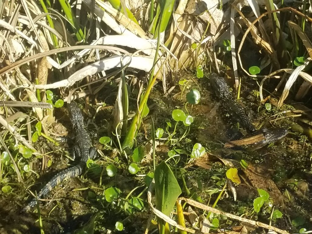 Airboat And Gator Charters景点图片