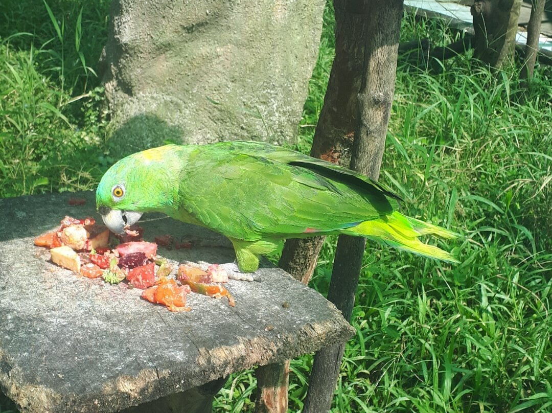 Costa Rica Animal Rescue Center景点图片