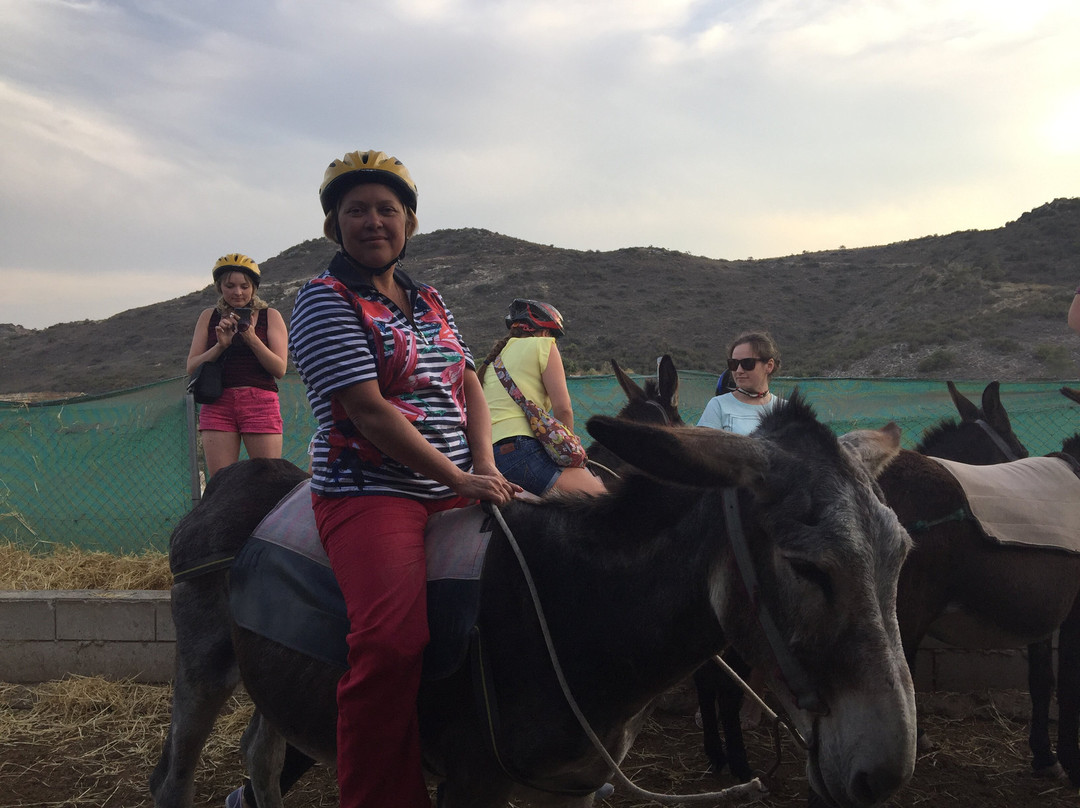 Golden Donkeys Farm景点图片