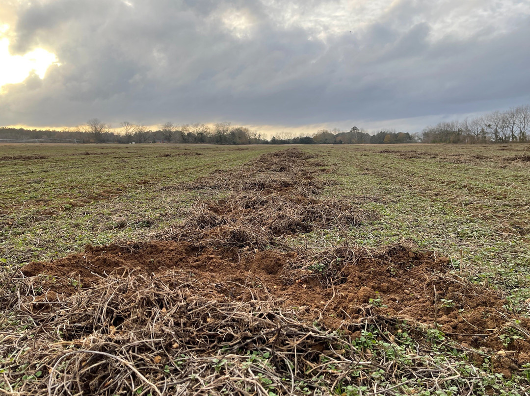 Pig Problem Inc.-Americus必去景点