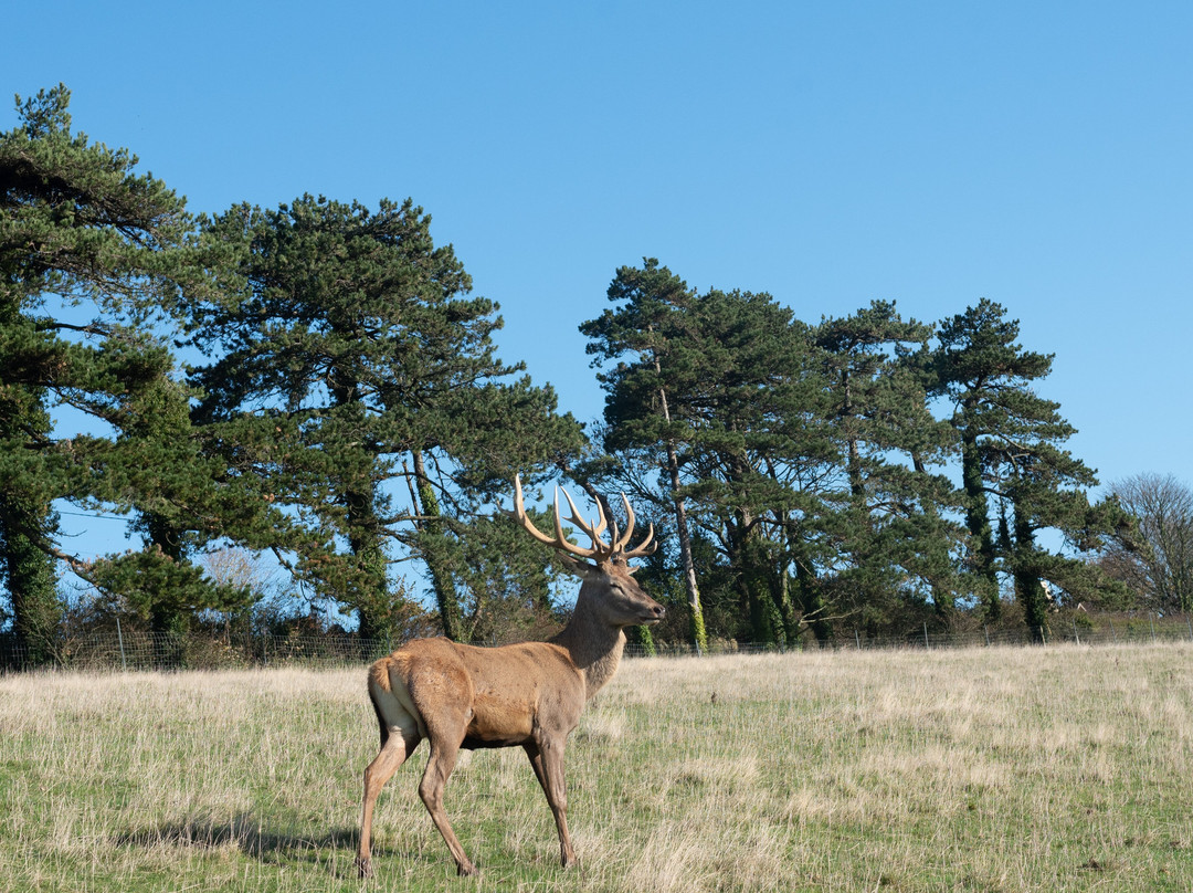 The Isle of Wight Deer Farm-怀特岛必去景点