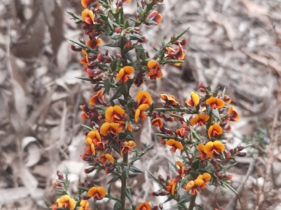 Domino Trail-Trentham必去景点