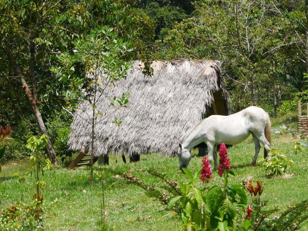 Black Pearl Eco Hostel