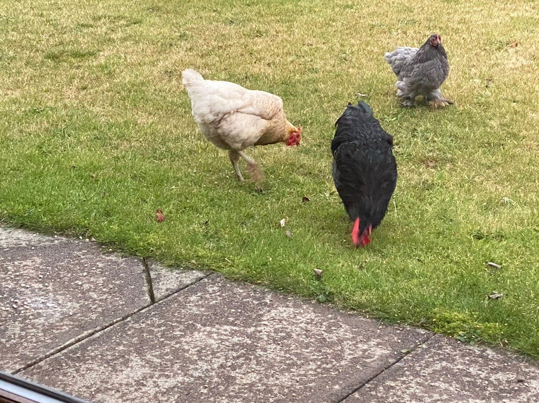 Cushendall House主图