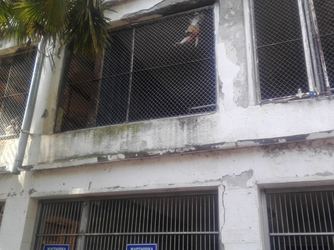 Sukhumi Monkey Nursery-Sukhumi必去景点