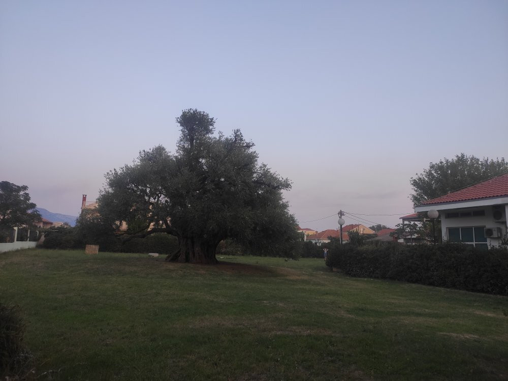 Mastrinka - Old Olive Tree景点图片