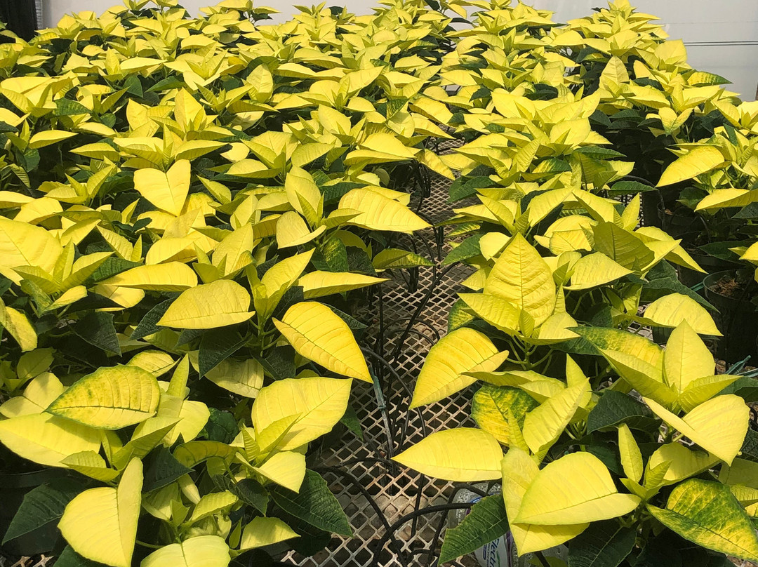 Weidner's Gardens-恩西尼塔斯必去景点