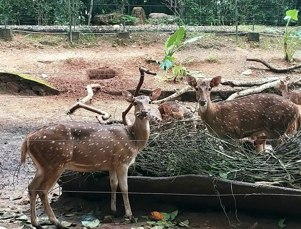 Pinnawala Zoo景点图片