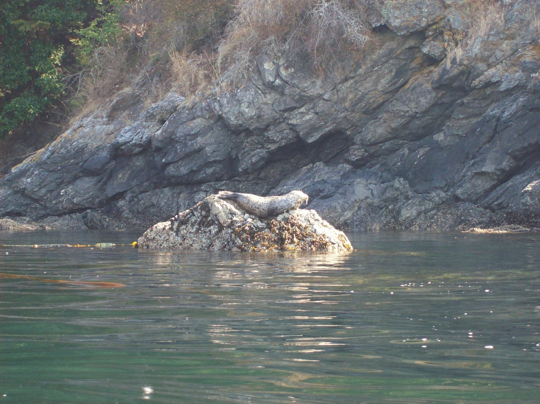 Crystal Seas Kayaking - Day Tours景点图片