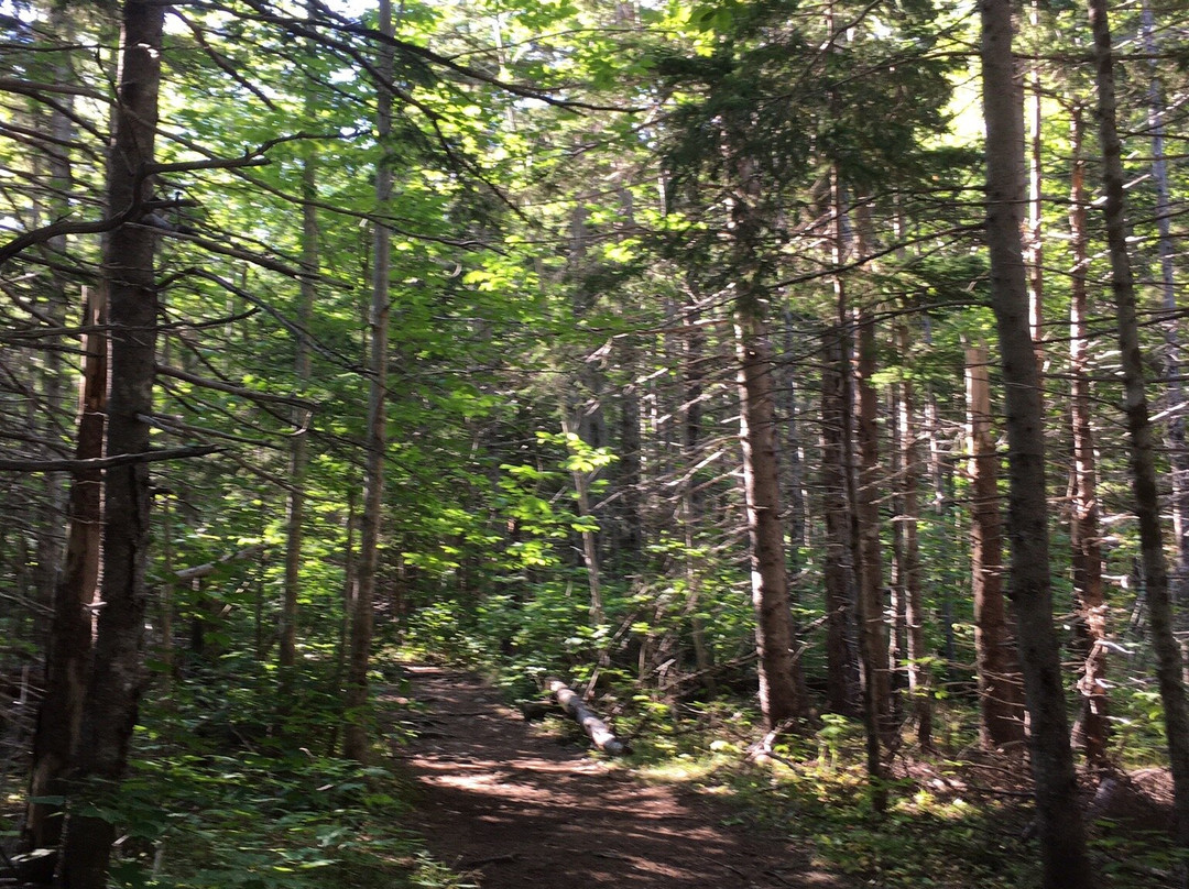 MacIntosh Brook Trail-Pleasant Bay必去景点