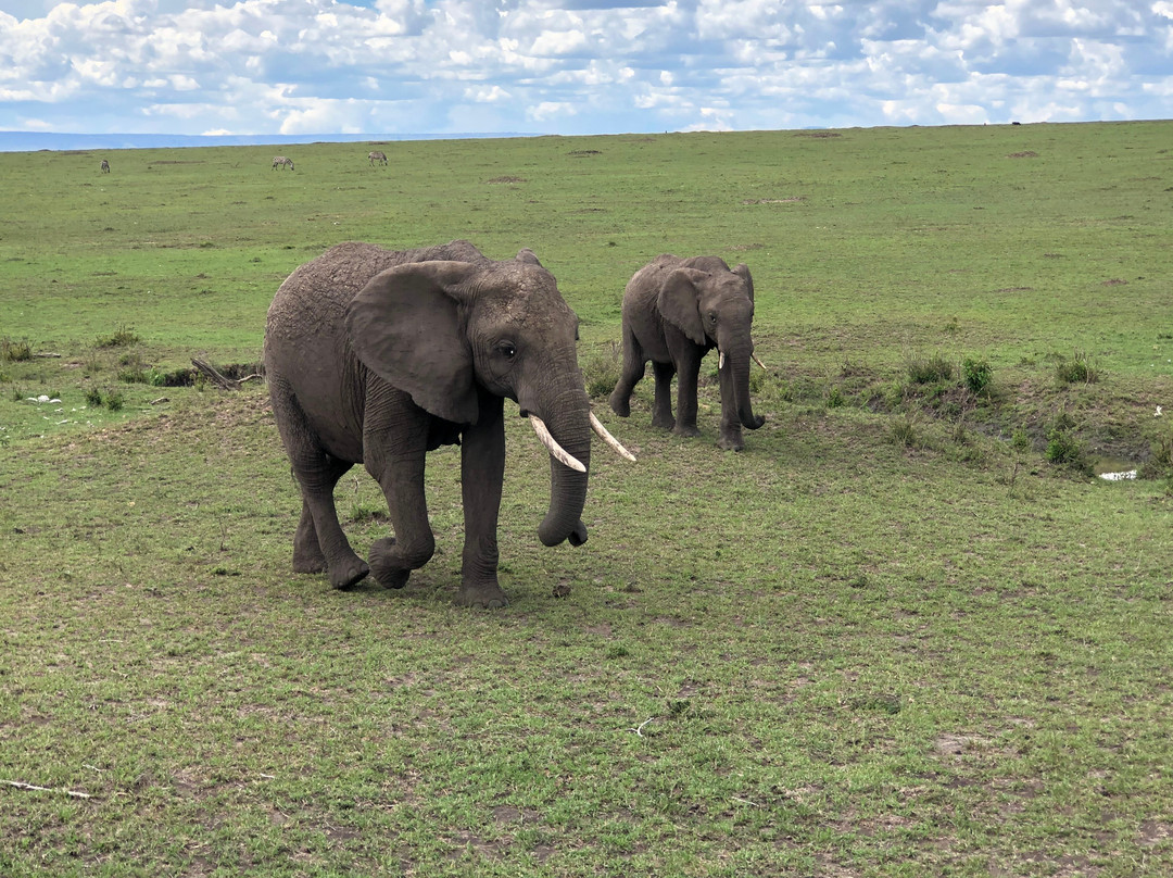 Oloip Safaris-内罗毕必去景点